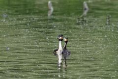 Grèbe huppé - Podiceps cristatus - Great Crested Grebe<br>Région parisienne