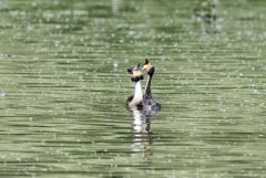 Grèbe huppé - Podiceps cristatus - Great Crested Grebe<br>Région parisienne