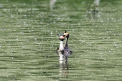 Grèbe huppé - Podiceps cristatus - Great Crested Grebe<br>Région parisienne
