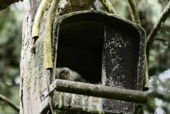 Faucon crécerelle (Oisillon) - Falco tinnunculus - Common Kestrel<br>Région Parisienne