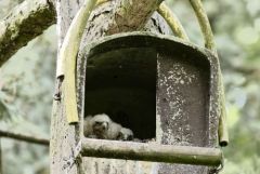 Faucon crécerelle (Oisillon) - Falco tinnunculus - Common Kestrel<br>Région Parisienne