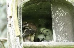Faucon crécerelle ♀ et Oisillons - Falco tinnunculus - Common Kestrel<br>Région Parisienne