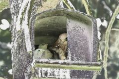 Faucon crécerelle ♀ et Oisillons - Falco tinnunculus - Common Kestrel<br>Région Parisienne