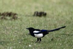 Pie bavarde - Pica pica - Eurasian Magpie<br>Région Parisienne