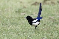 Pie bavarde - Pica pica - Eurasian Magpie<br>Région Parisienne