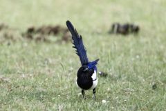Pie bavarde - Pica pica - Eurasian Magpie<br>Région Parisienne