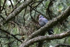 Pigeon colombin - Columba oenas - Stock Dove<br>Région Parisienne