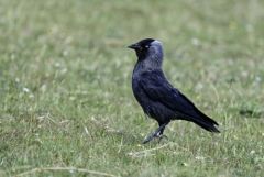 Choucas des tours - Coloeus monedula - Western Jackdaw<br>Région parisienne