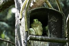 Faucon crécerelle (Oisillon) - Falco tinnunculus - Common Kestrel<br>Région Parisienne
