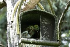 Faucon crécerelle (Oisillon) - Falco tinnunculus - Common Kestrel<br>Région Parisienne