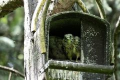 Faucon crécerelle (Oisillon) - Falco tinnunculus - Common Kestrel<br>Région Parisienne