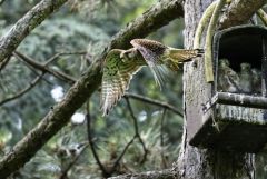 Faucon crécerelle (♀ et oisillons) - Falco tinnunculus - Common Kestrel<br>Région Parisienne