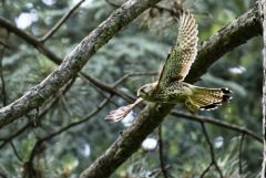 Faucon crécerelle ♀ - Falco tinnunculus - Common Kestrel<br>Région Parisienne
