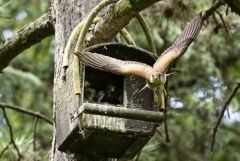 Faucon crécerelle (♂ et oisillons) - Falco tinnunculus - Common Kestrel<br>Région Parisienne