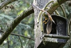 Faucon crécerelle ♂ - Falco tinnunculus - Common Kestrel<br>Région Parisienne