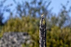 Alouette lulu - Lullula arborea - Woodlark<br>Grands Causses