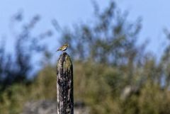 Alouette lulu - Lullula arborea - Woodlark<br>Grands Causses