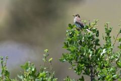 Bruant proyer - Emberiza calandra - Corn Bunting<br>Grands Causses