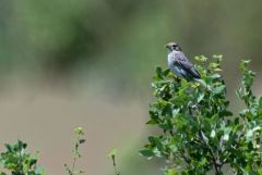 Bruant proyer - Emberiza calandra - Corn Bunting<br>Grands Causses