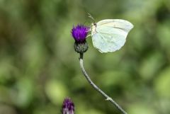 Le Citron - Gonepteryx rhamni ♂ <br>Grands Causses