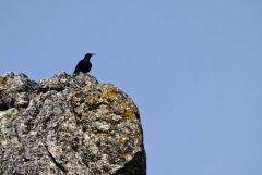 Crave à bec rouge - Pyrrhocorax pyrrhocorax - Red-billed Chough<br>Grands Causses