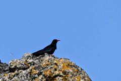 Crave à bec rouge - Pyrrhocorax pyrrhocorax - Red-billed Chough<br>Grands Causses