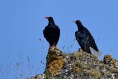 Crave à bec rouge - Pyrrhocorax pyrrhocorax - Red-billed Chough<br>Grands Causses
