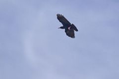 Crave à bec rouge - Pyrrhocorax pyrrhocorax - Red-billed Chough<br>Grands Causses
