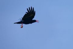 Crave à bec rouge - Pyrrhocorax pyrrhocorax - Red-billed Chough<br>Grands Causses