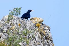 Crave à bec rouge - Pyrrhocorax pyrrhocorax - Red-billed Chough<br>Grands Causses