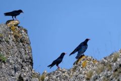 Crave à bec rouge - Pyrrhocorax pyrrhocorax - Red-billed Chough<br>Grands Causses