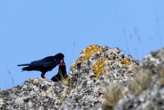 Crave à bec rouge - Pyrrhocorax pyrrhocorax - Red-billed Chough<br>Grands Causses