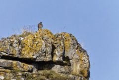 Faucon crécerelle juvénile - Falco tinnunculus - Common Kestrel<br>Grands Causses
