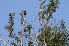 Fauvette pitchou - Curruca undata - Dartford Warbler<br>Grands Causses