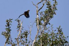 Fauvette pitchou - Curruca undata - Dartford Warbler<br>Grands Causses