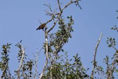 Fauvette pitchou - Curruca undata - Dartford Warbler<br>Grands Causses