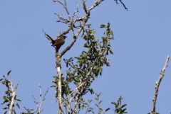 Fauvette pitchou - Curruca undata - Dartford Warbler<br>Grands Causses