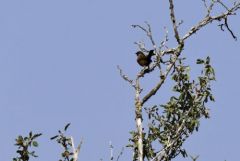 Fauvette pitchou - Curruca undata - Dartford Warbler<br>Grands Causses