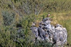 Perdrix rouge - Alectoris rufa - Red-legged Partridge<br>Grands Causses