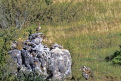 Perdrix rouge - Alectoris rufa - Red-legged Partridge<br>Grands Causses