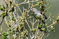 Pinson des arbres ♀  - Fringilla coelebs - Eurasian Chaffinch<br>Grands Causses