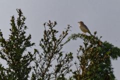 Pipit rousseline - Anthus campestris - Tawny Pipit<br>Grands Causses