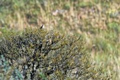 Pipit rousseline - Anthus campestris - Tawny Pipit<br>Grands Causses