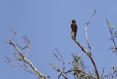 Rougequeue noir - Phoenicurus ochruros - Black Redstart<br>Grands Causses