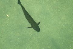 Chevesne- Squalius cephalus<br>Grands Causses