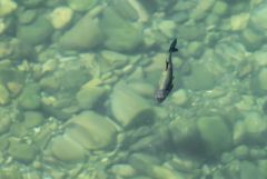 Chevesne - Squalius cephalus<br>Grands Causses