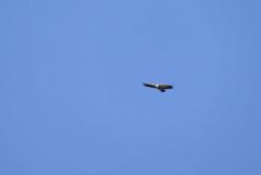 Vautour fauve - Gyps fulvus - Griffon Vulture<br>Grands Causses