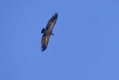 Vautour fauve - Gyps fulvus - Griffon Vulture<br>Grands Causses
