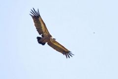Vautour fauve - Gyps fulvus - Griffon Vulture<br>Grands Causses