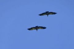 Vautour fauve - Gyps fulvus - Griffon Vulture<br>Grands Causses